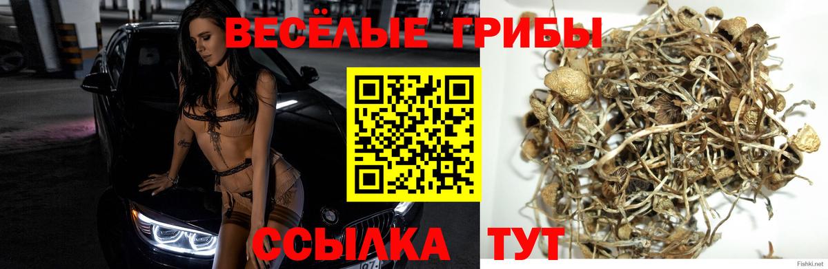 Псилоцибиновые грибы мицелий  Вход с VPN  Городец 